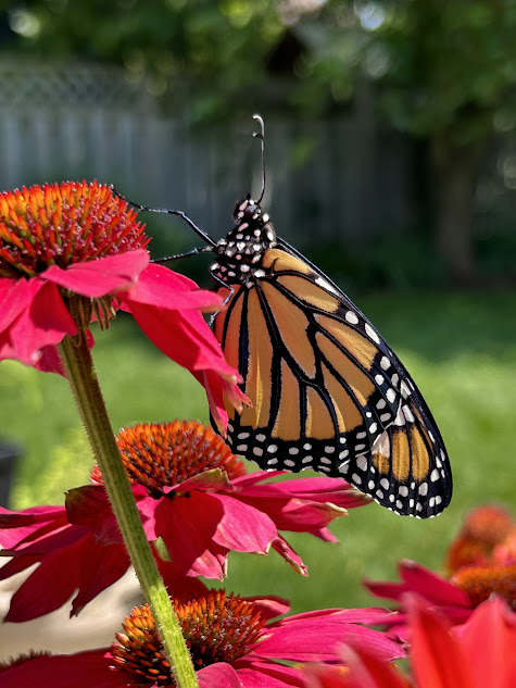 A Monarch Butterfly resting on a pink flower in the backyard.