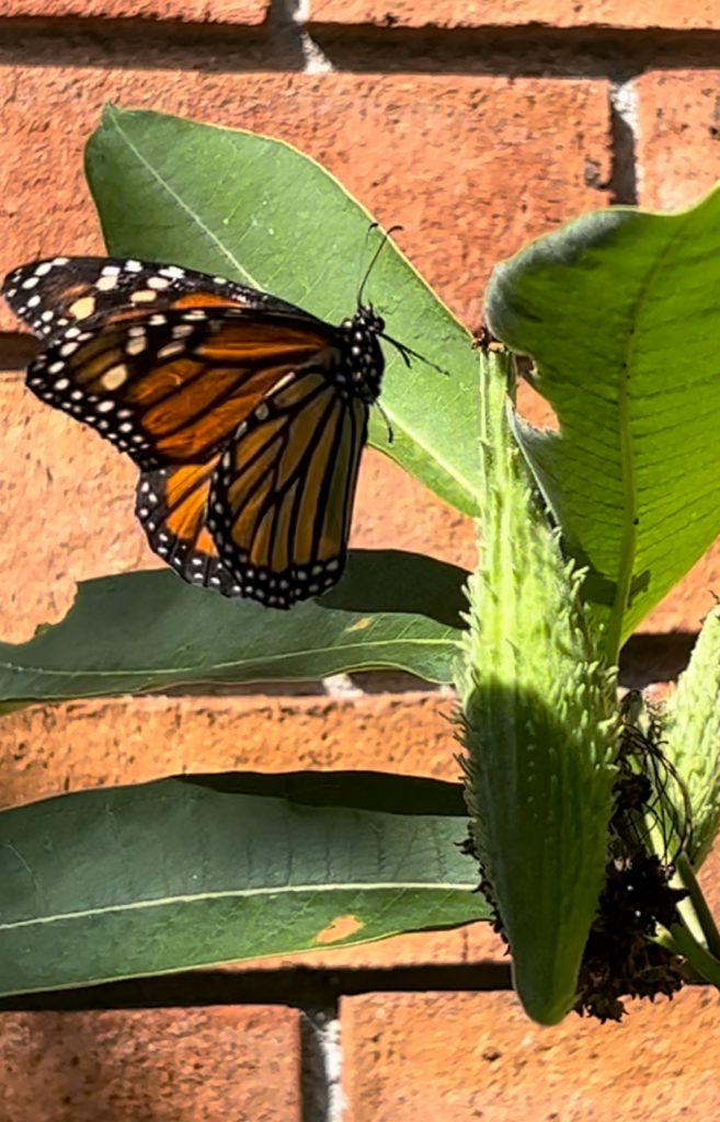 Monarch butterfly perched on a milkweed plant, the primary food source when exploring what monarch caterpillars eat