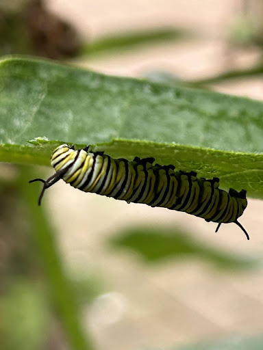Monarch butterfly caterpillar eating a milkweed leaf in a backyard pollinator garden