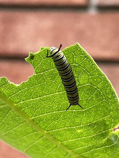 Monarch butterfly caterpillar eating the leaf of a milkweed plant.