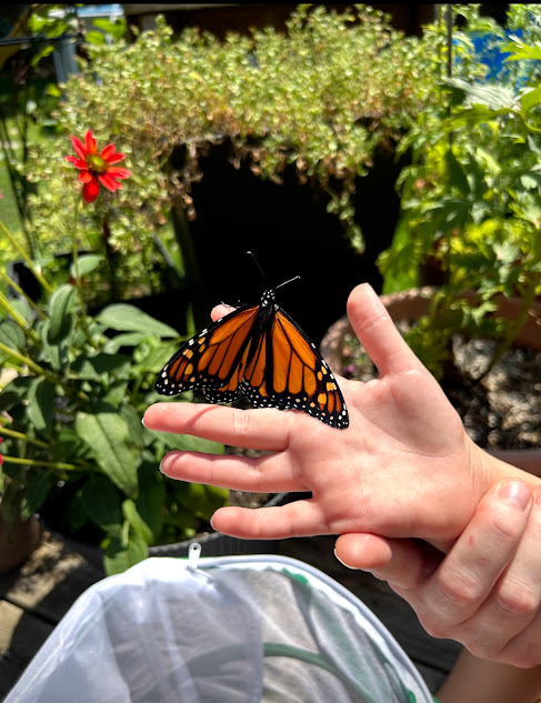 Monarch butterfly with open wings perched on a child's finger in sunlight after emerging from chrysalis