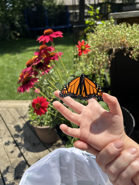 Newly emerged monarch, butterfly release, outdoor learning, nature with kids