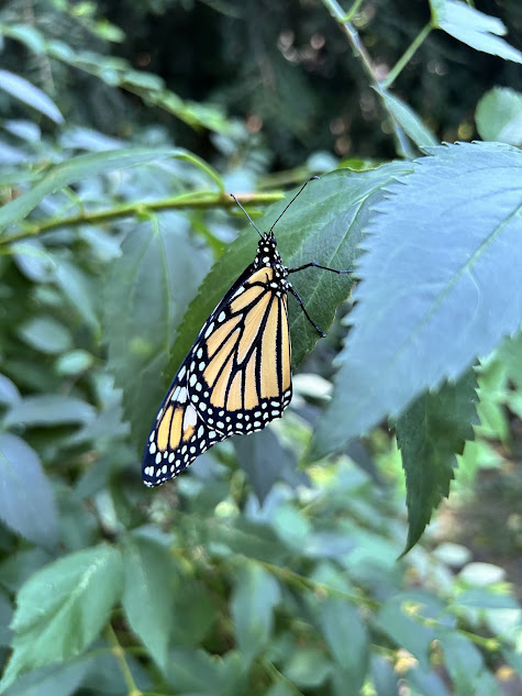 Monarch butterfly with closed wings resting on a green leaf after emerging from a chrysalis, part of the butterfly life cycle