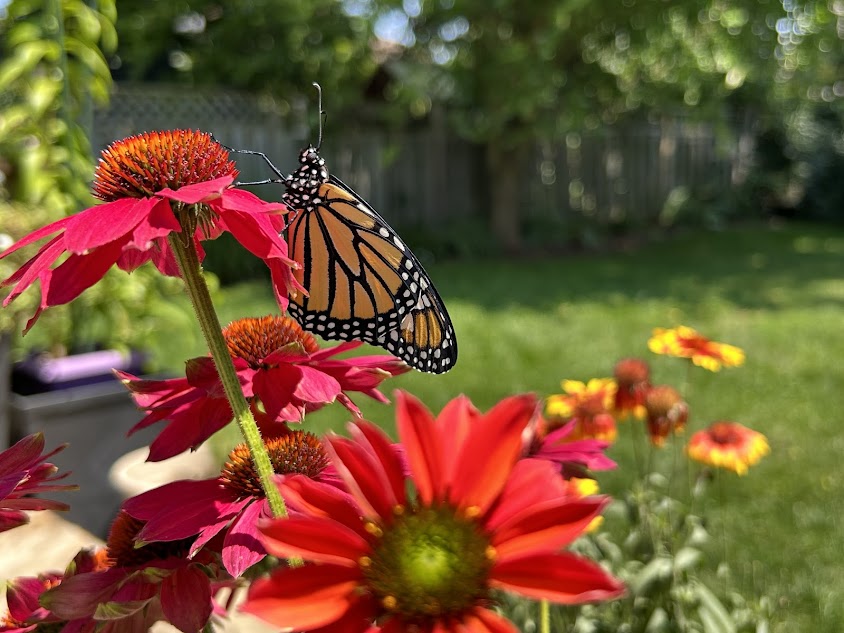 A Monarch Butterfly rests on a bright pink flower. 