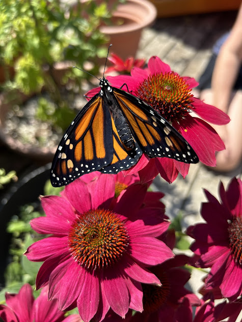 A Monarch Butterfly on a pink flower.