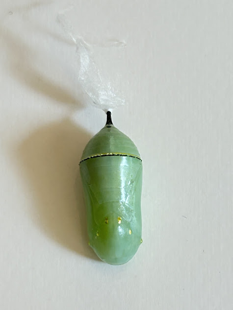 Fallen monarch chrysalis close-up highlighting gold details, before following steps on how to rehang a fallen monarch chrysalis