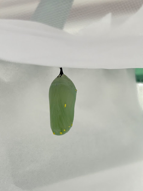 Close-up of monarch chrysalis hanging in enclosure after using steps on how to rehang a fallen monarch chrysalis, showing gold flecks on its surface