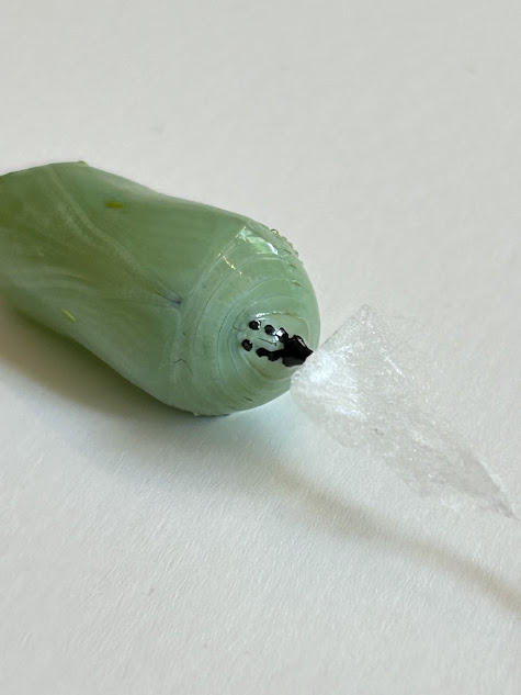A green chrysalis of a Monarch Butterfly laying on a white cloth.