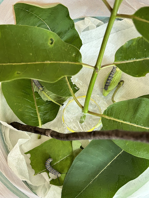 Three monarch butterfly caterpillars eating milkweed leaves and pods inside a mesh enclosure during a home butterfly-raising project
