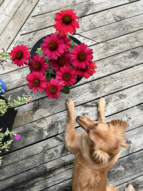 Monarch butterfly nectar rich flowers. Golden retriever laying down beside beautiful pink flowers on a deck
