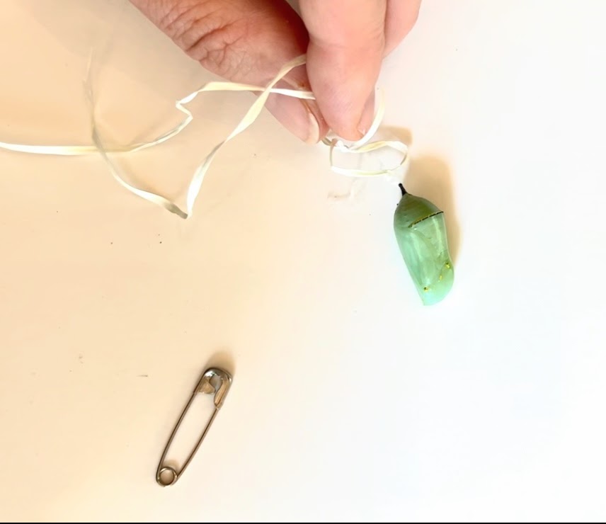 Fallen monarch chrysalis being carefully reattached with floss to prepare for rehanging