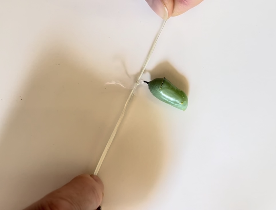 How to rehang a fallen monarch chrysalis using floss—close-up of careful reattachment process