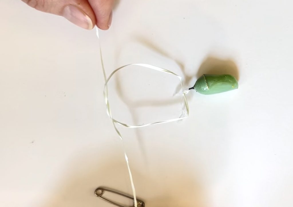 Fallen monarch chrysalis being carefully reattached with floss to prepare for rehanging