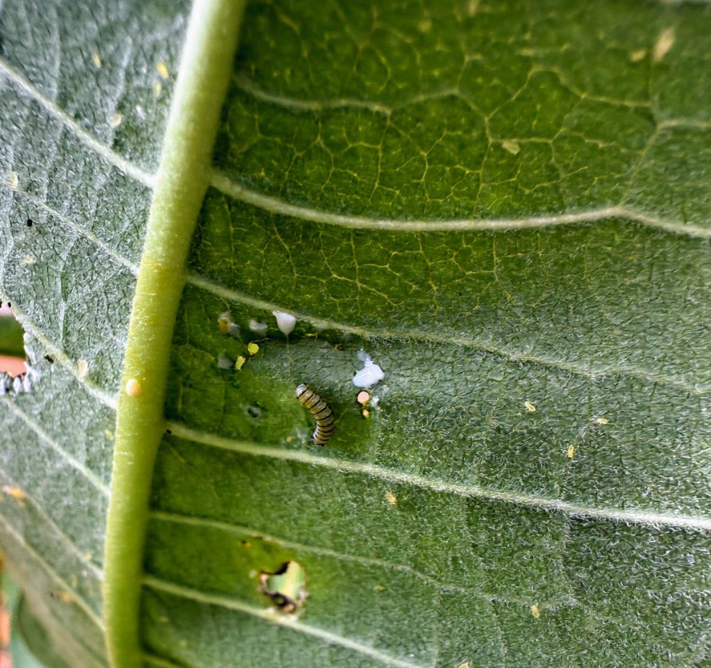 Young monarch caterpillar feeding on the underside of a milkweed leaf, showing what monarch caterpillars eat in their natural habitat
