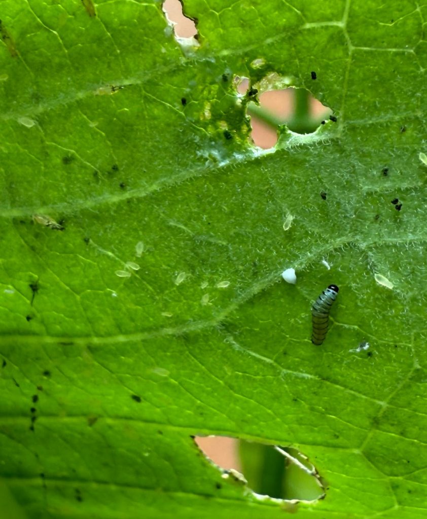 Young monarch caterpillar feeding on the underside of a milkweed leaf, showing what monarch caterpillars eat in their natural habitat