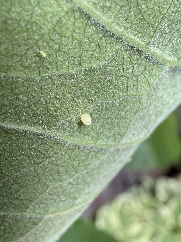 A monarch caterpillar egg on the underside of green milkweed leaf