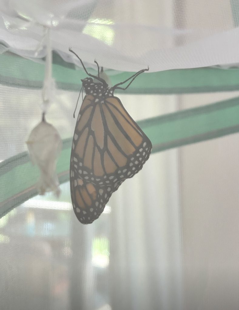 Freshly emerged monarch butterfly clings to empty chrysalis after following steps on how to rehang a fallen monarch chrysalis